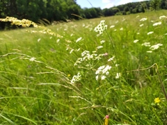 Oenanthe peucedanifolia