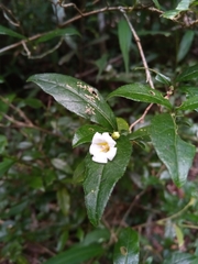 Mostuea brunonis