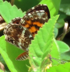 Aricoris erostratus