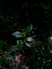 Mostuea brunonis