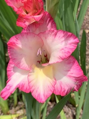 Gladiolus × hortulanus