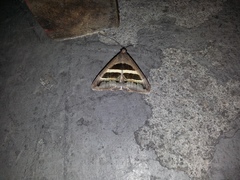 Grammodes geometrica