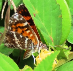 Aricoris erostratus