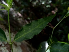 Tarenna