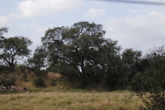 Diospyros mespiliformis
