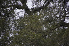 Diospyros mespiliformis