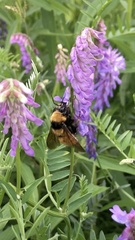 Bombus fervidus