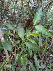 Tarenna