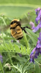 Bombus fervidus
