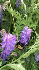 Bombus fervidus