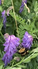 Bombus fervidus
