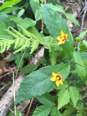 Lysimachia quadrifolia