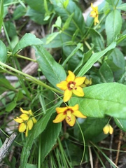 Lysimachia quadrifolia