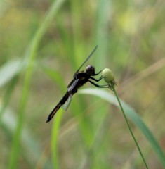 Libellula luctuosa