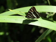 Adelpha syma