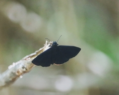 Ephyriades