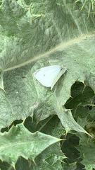Pieris rapae