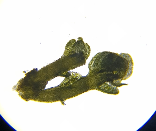 Image of Nardia compressa by (c) Helen Waterman, some rights reserved (CC BY)