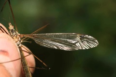 Lunatipula
