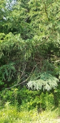 Larix laricina image