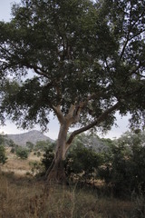 Ficus sycomorus