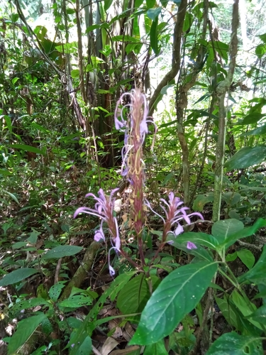 Brachystephanus lyallii