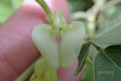 Macrotyloma axillare