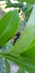 Polistes xanthogaster