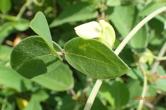 Macrotyloma axillare