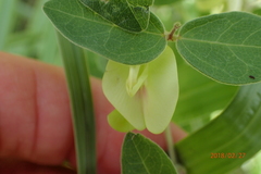 Macrotyloma axillare