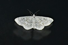 Idaea obfusaria