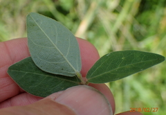 Macrotyloma axillare