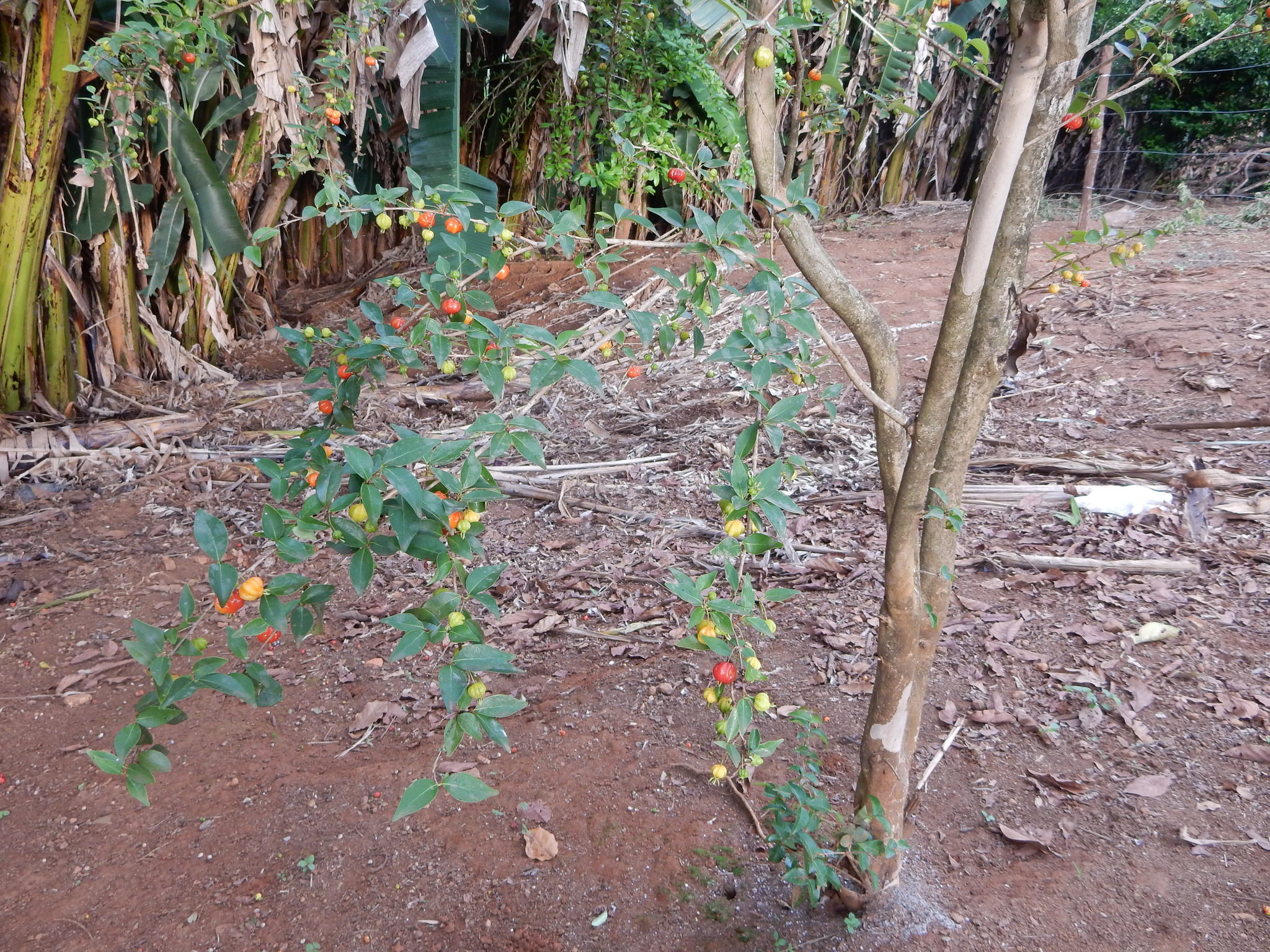 Eugenia uniflora