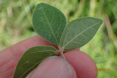 Macrotyloma axillare