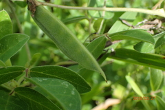 Macrotyloma axillare