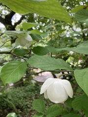 Magnolia sieboldii