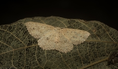 Cyclophora turneri