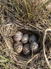 Calcarius ornatus