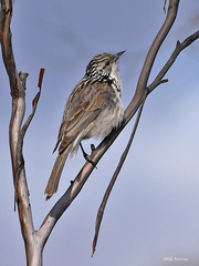 Plectorhyncha lanceolata