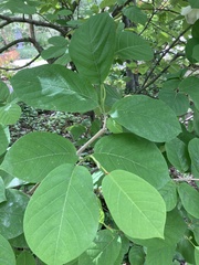 Magnolia sieboldii