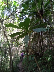 Anthocleista amplexicaulis