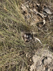 Calcarius ornatus