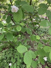 Magnolia sieboldii