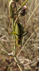 Steropleurus