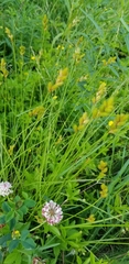 Carex scoparia image