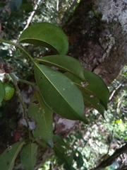 Olacaceae