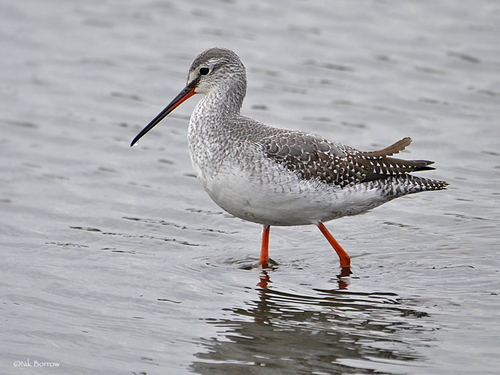 Spotted Redshank