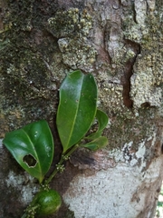 Olacaceae