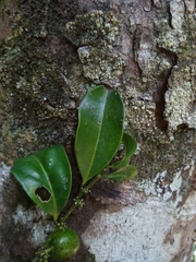 Olacaceae
