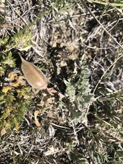 Oxytropis oreophila